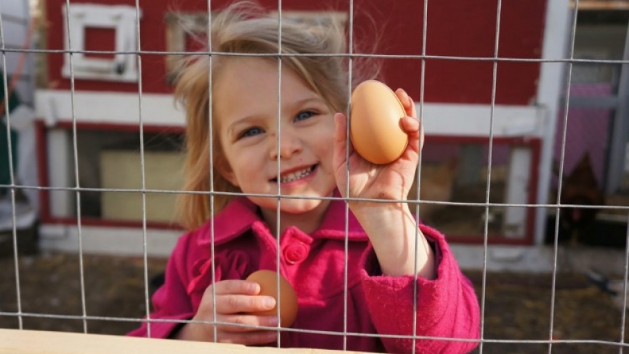 Chicago urban farming chicken egg